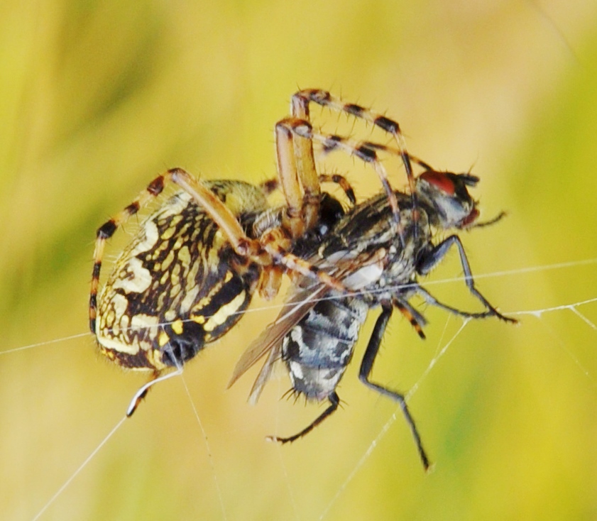 Insekten-Fressen 08: Spinne