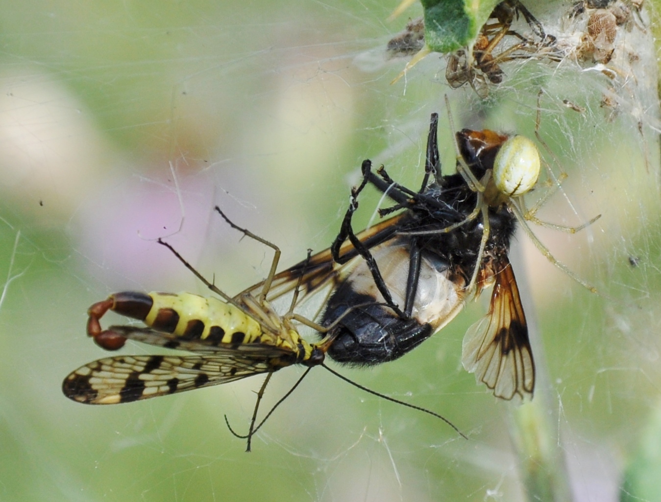 Insekten-Fressen 09: Spinne+Fliege