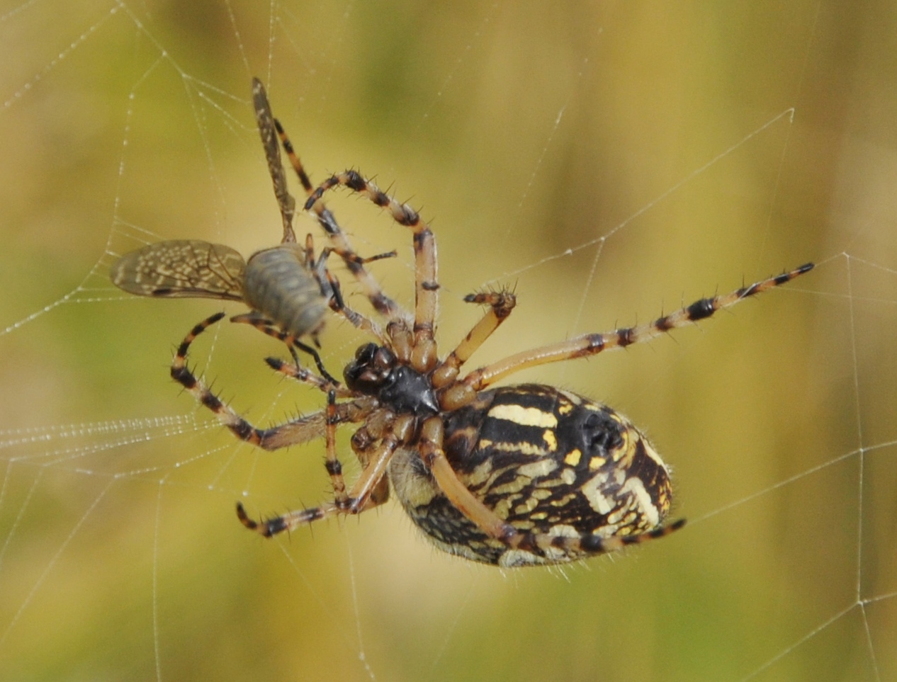 Insekten-Fressen 10: Spinne+Fliege