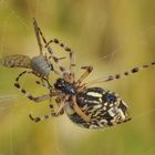 Insekten-Fressen 10: Spinne+Fliege