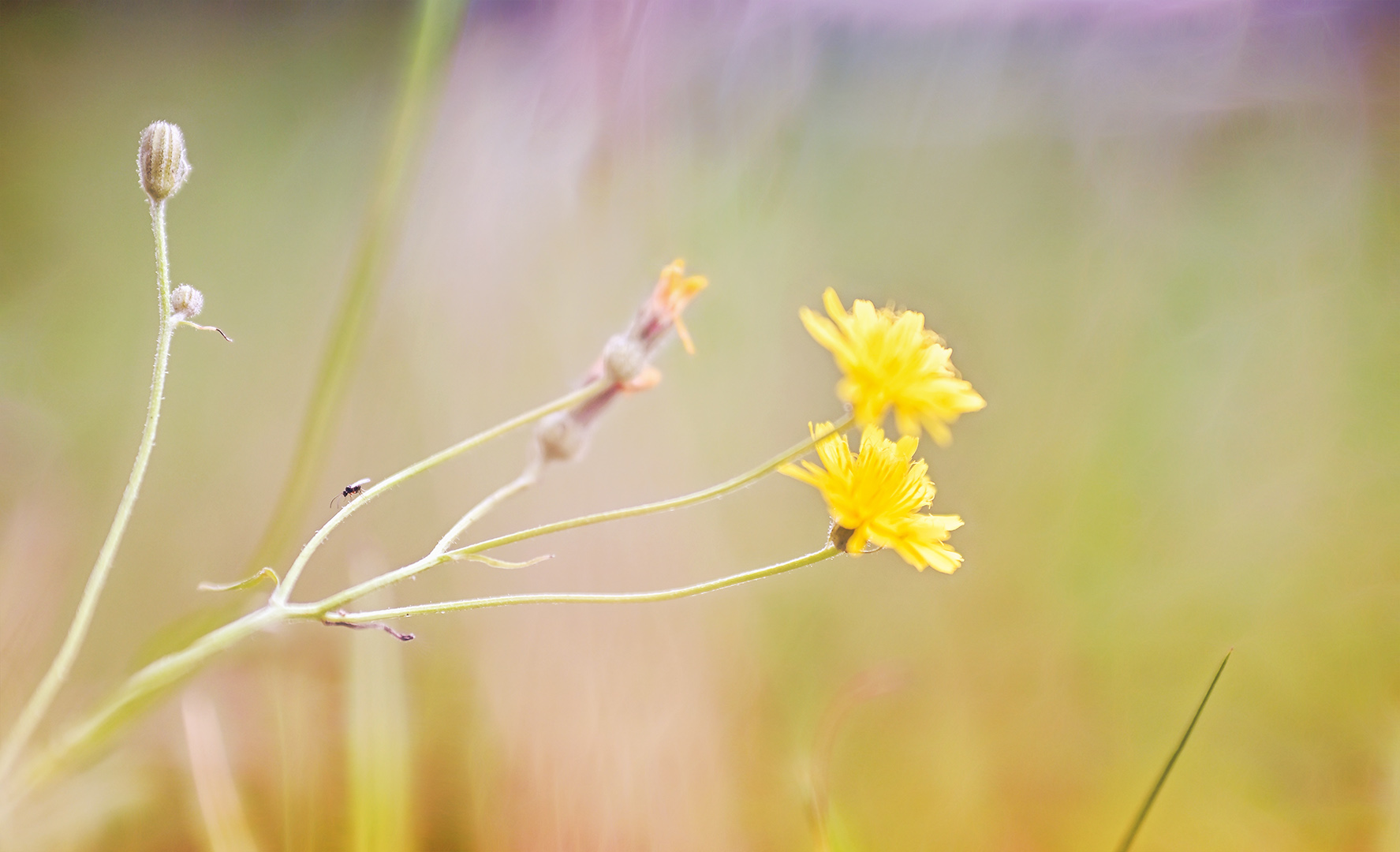 insekten genießen die letzten sonnenstrahlen ...