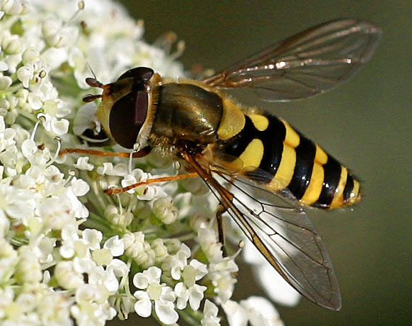 Insekten haben es gut! [2]