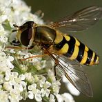 Insekten haben es gut! [2]