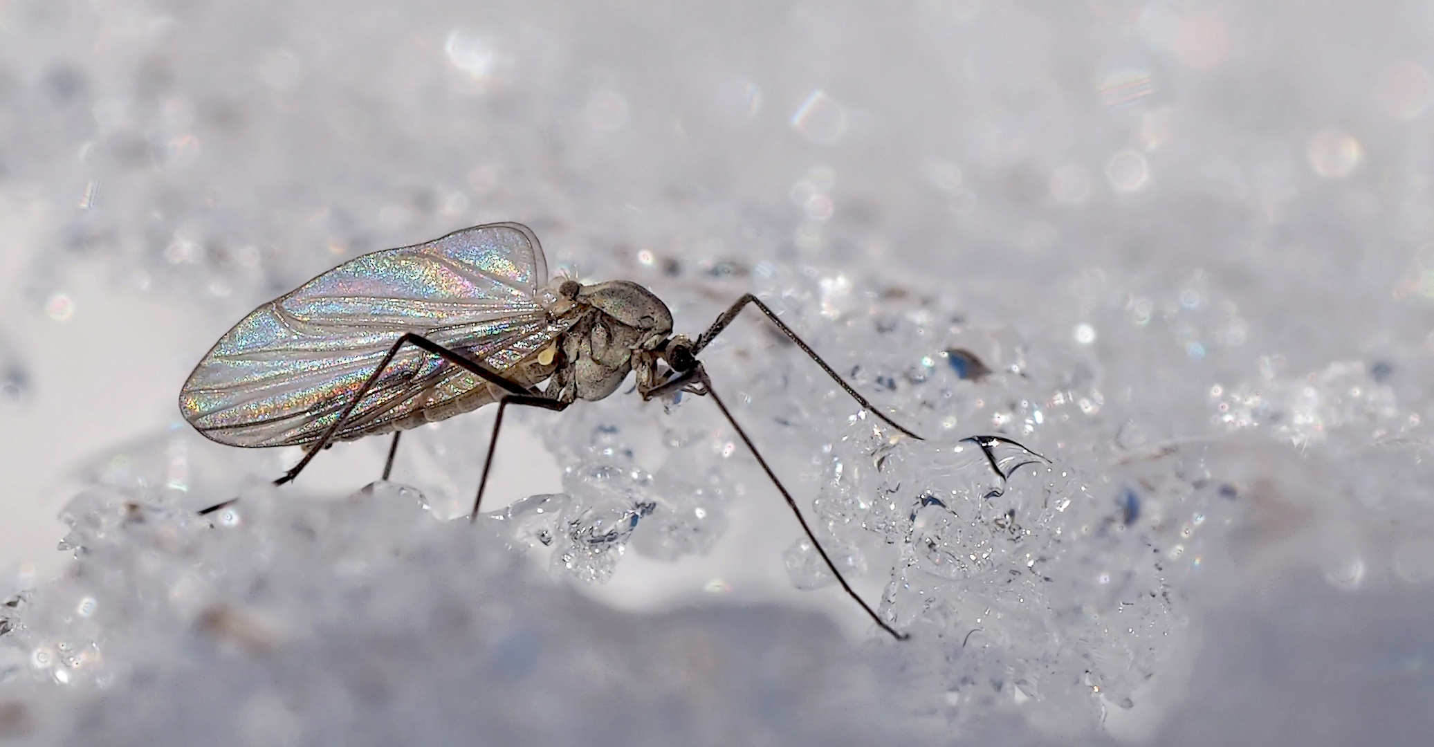 Insekten, hier eine Wintermücke, im Schnee... - Insecte en hiver dans la neige.