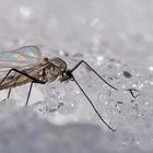 Insekten, hier eine Wintermücke, im Schnee... - Insecte en hiver dans la neige.