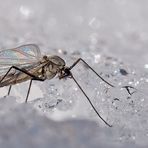 Insekten, hier eine Wintermücke, im Schnee... - Insecte en hiver dans la neige.