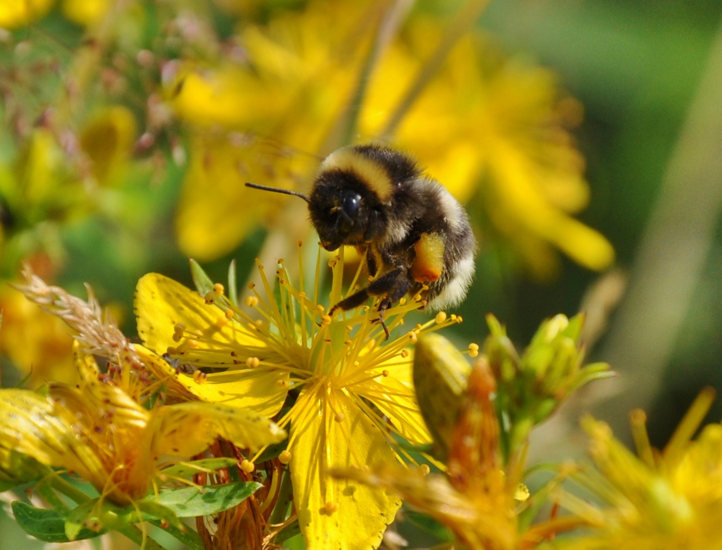 Insekten: Hummel