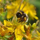 Insekten: Hummel