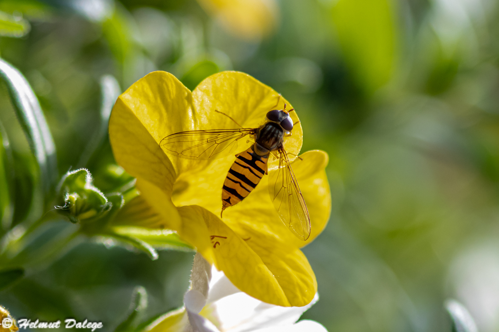 Insekten im eigenen Garten