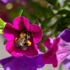 Insekten im eigenen Garten