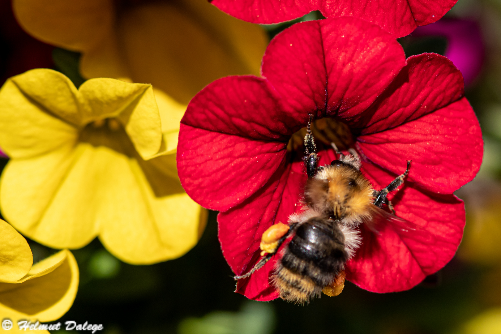 Insekten im eigenen Garten