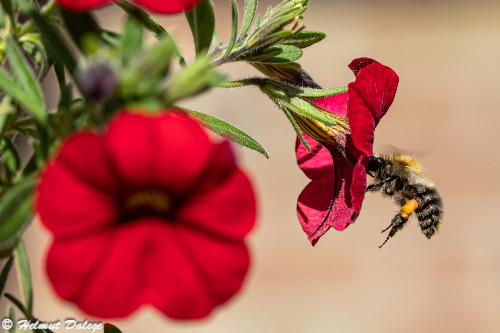 Insekten im eigenen Garten