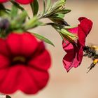 Insekten im eigenen Garten