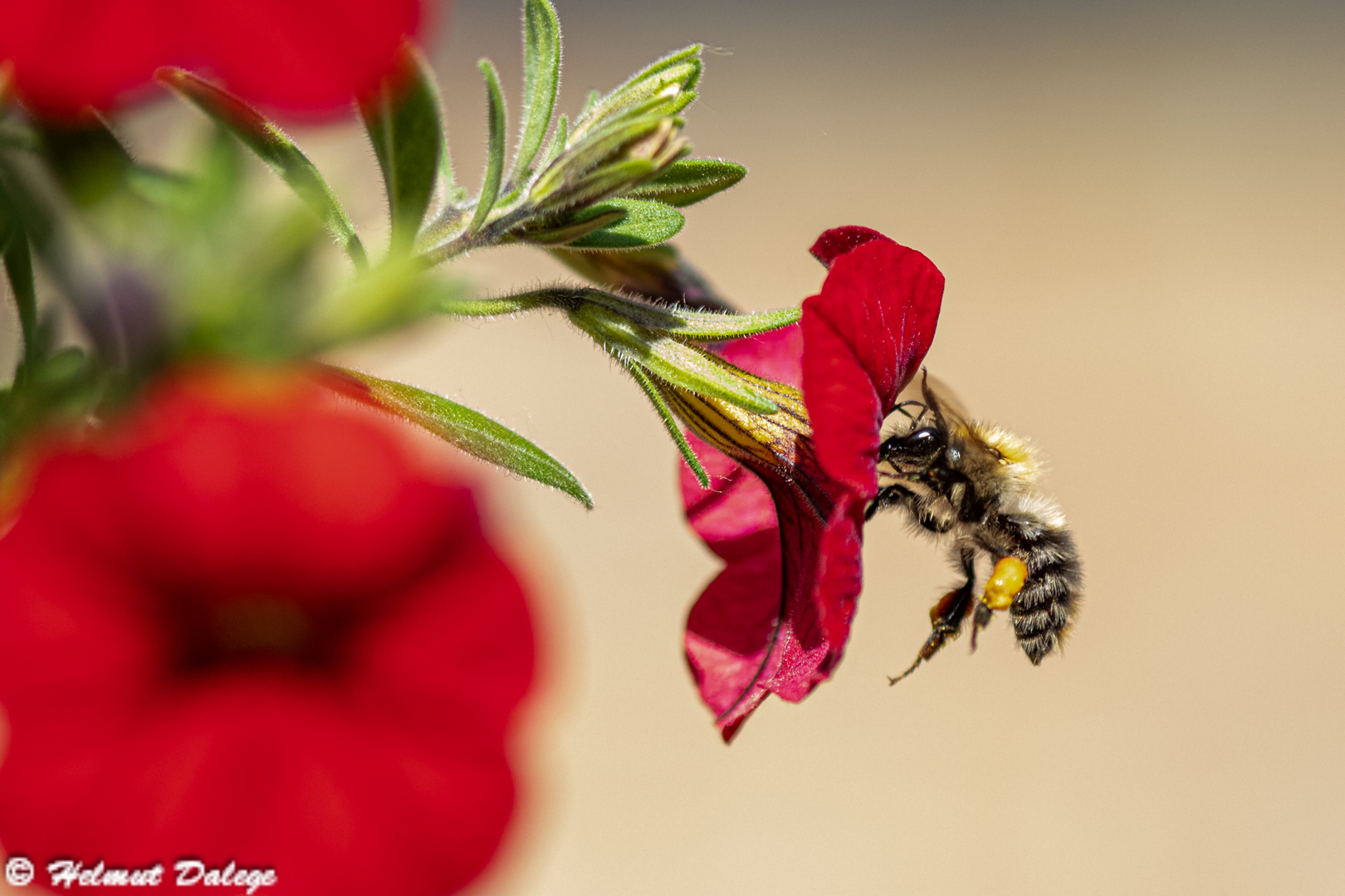 Insekten im eigenen Garten