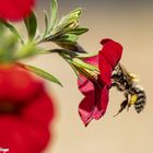 Insekten im eigenen Garten