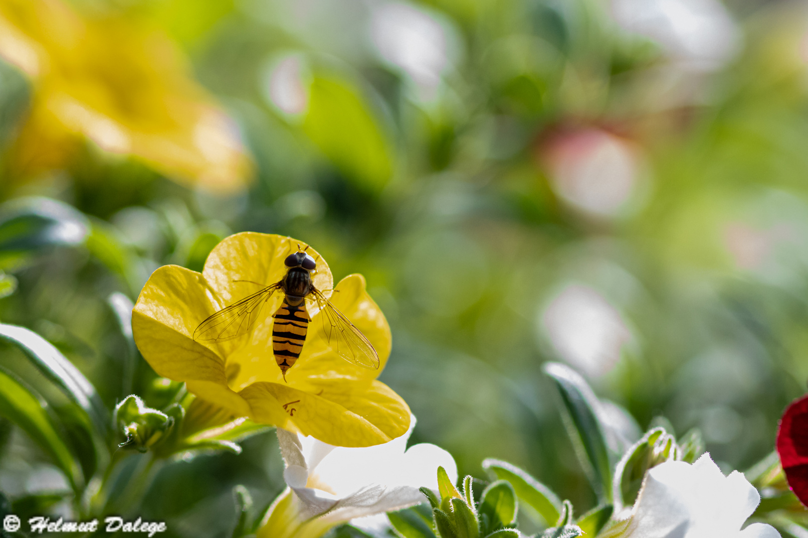 Insekten im eigenen Garten