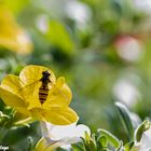 Insekten im eigenen Garten