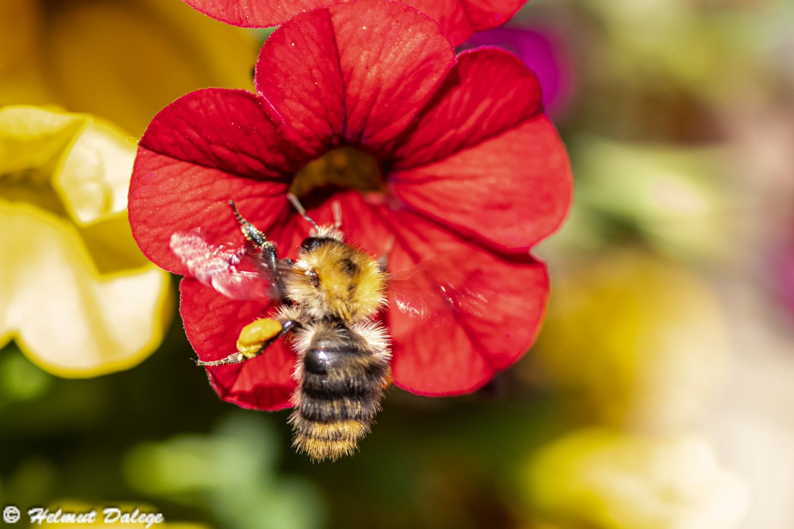 Insekten im eigenen Garten