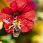 Insekten im eigenen Garten