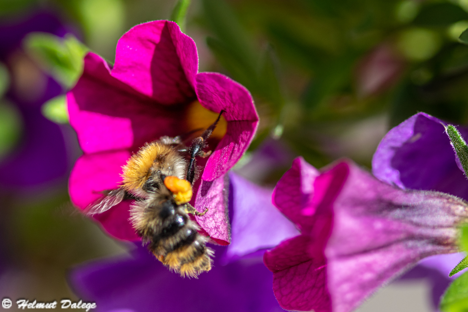 Insekten im eigenen Garten