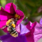 Insekten im eigenen Garten