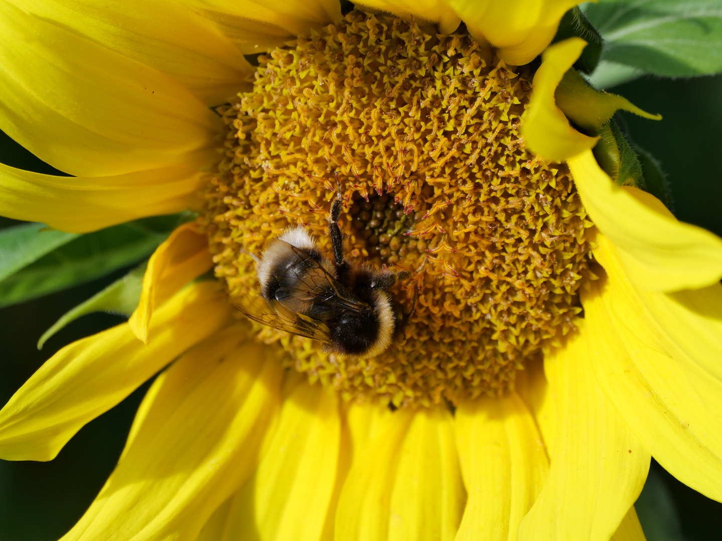 Insekten im Garten