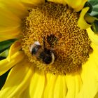 Insekten im Garten