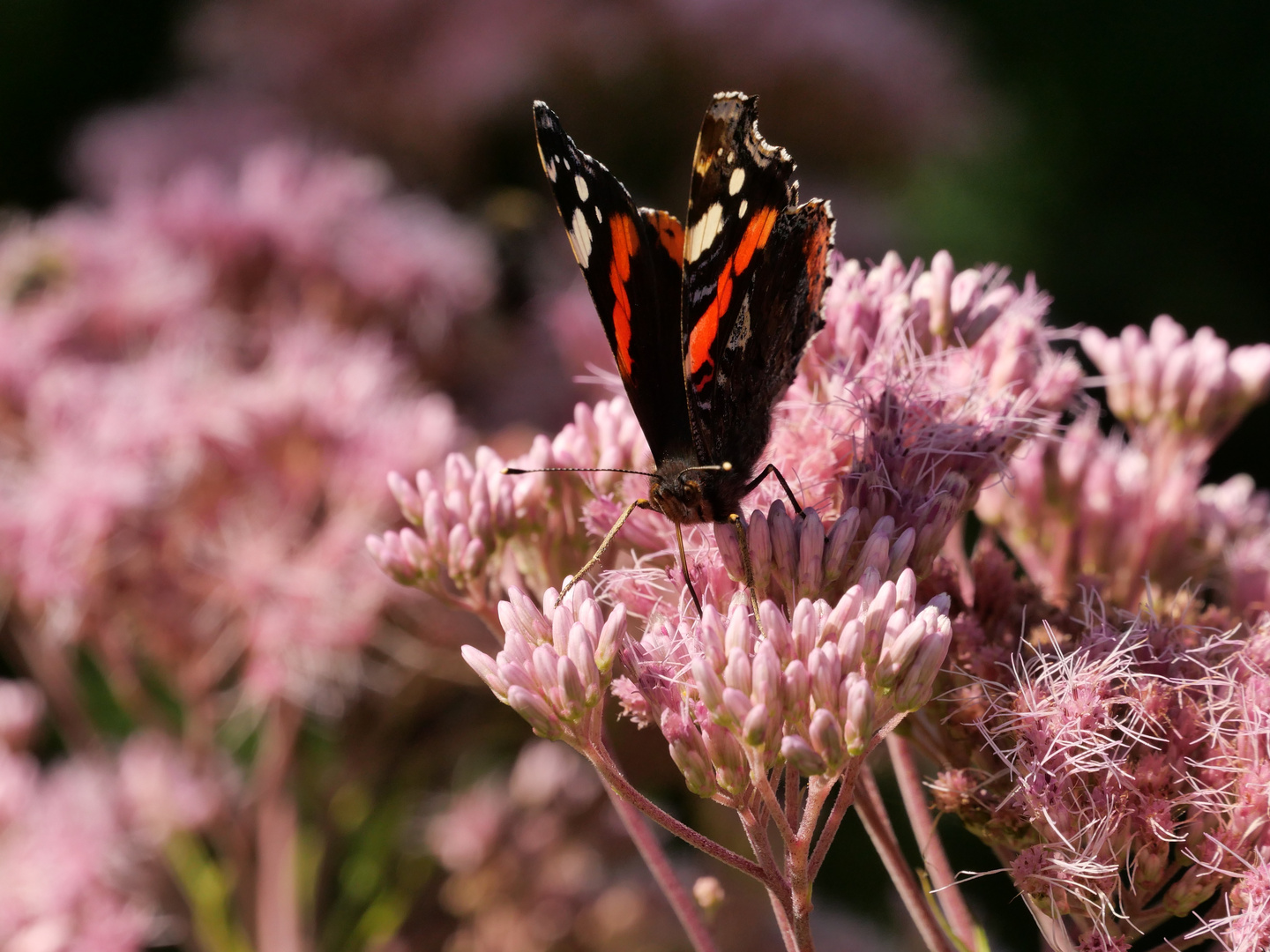 Insekten im Garten