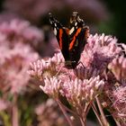 Insekten im Garten