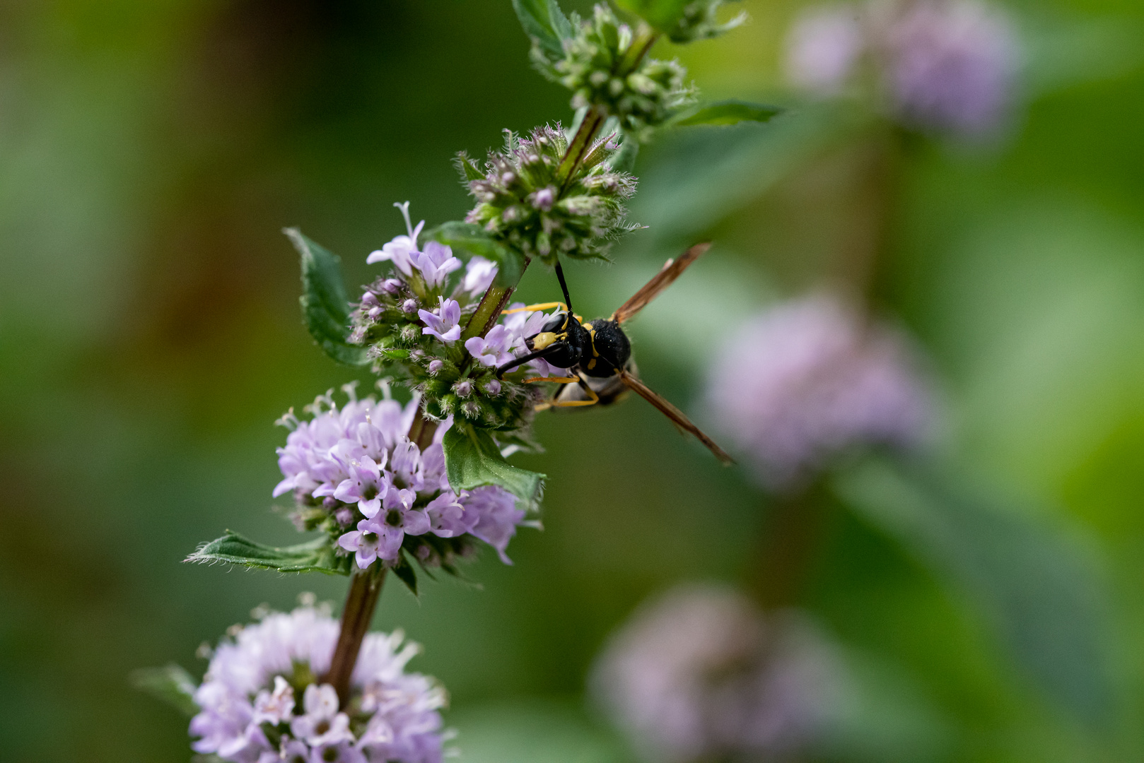 Insekten im Garten