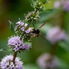 Insekten im Garten