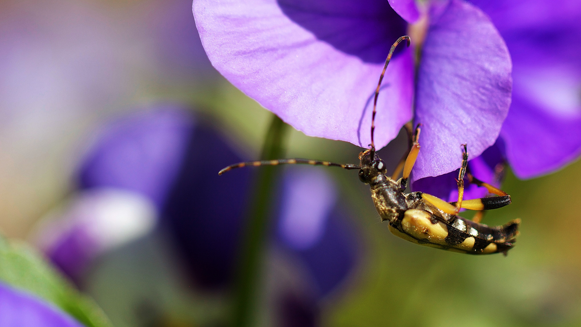 Insekten im Garten