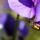 Insekten im Garten