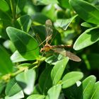 Insekten im Garten