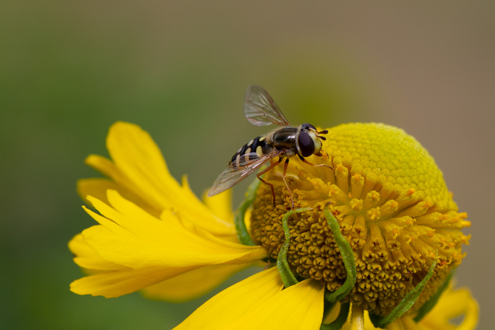 Insekten im Garten