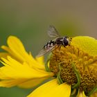 Insekten im Garten