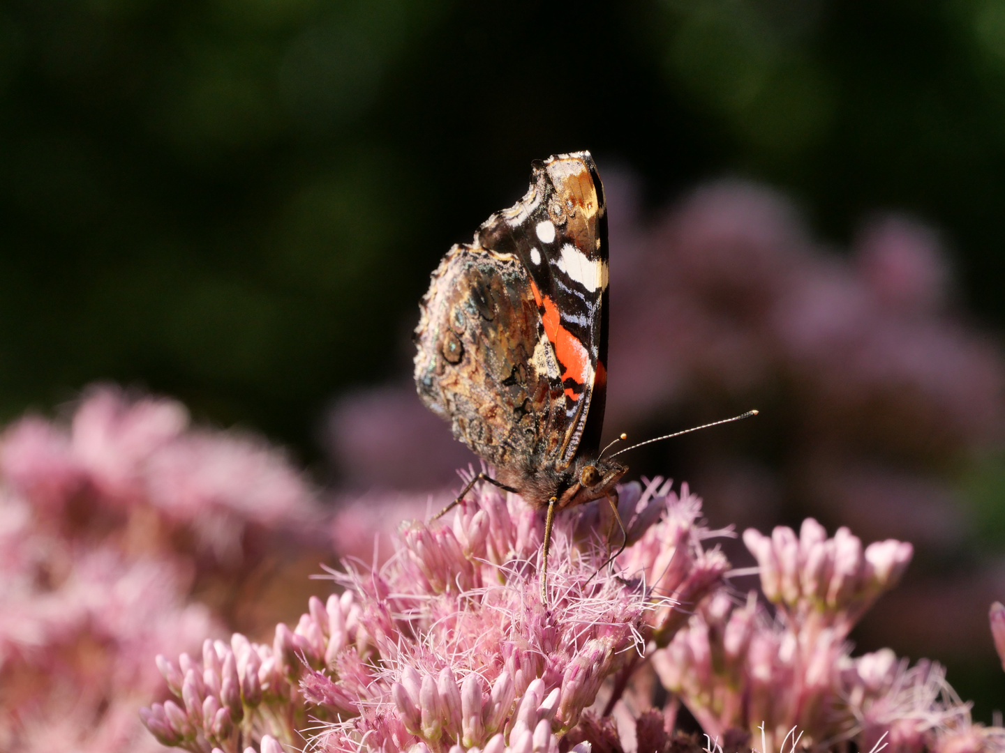 Insekten im Garten