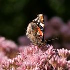 Insekten im Garten