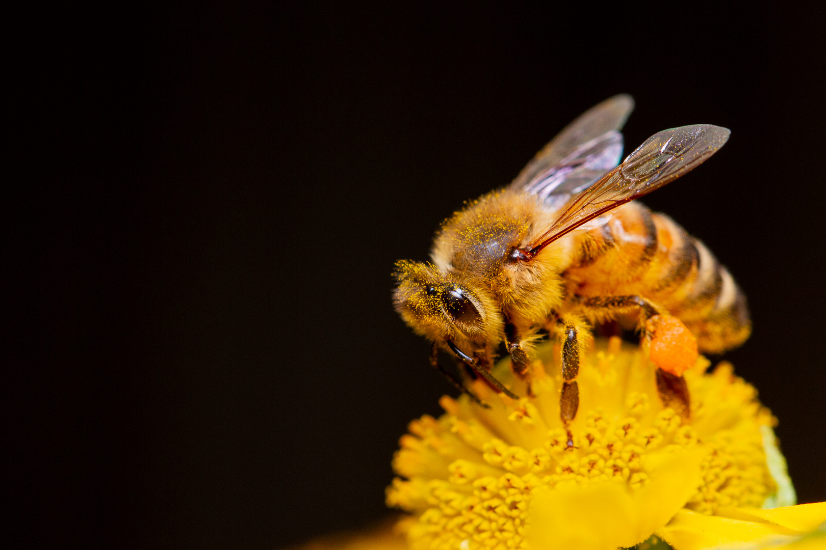 Insekten im Garten