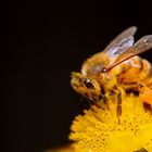 Insekten im Garten