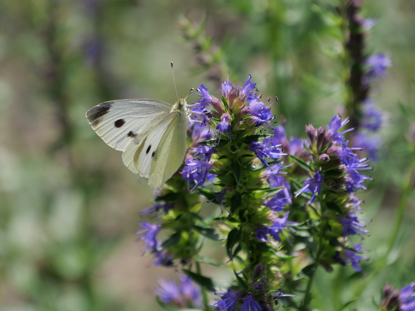 Insekten im Garten