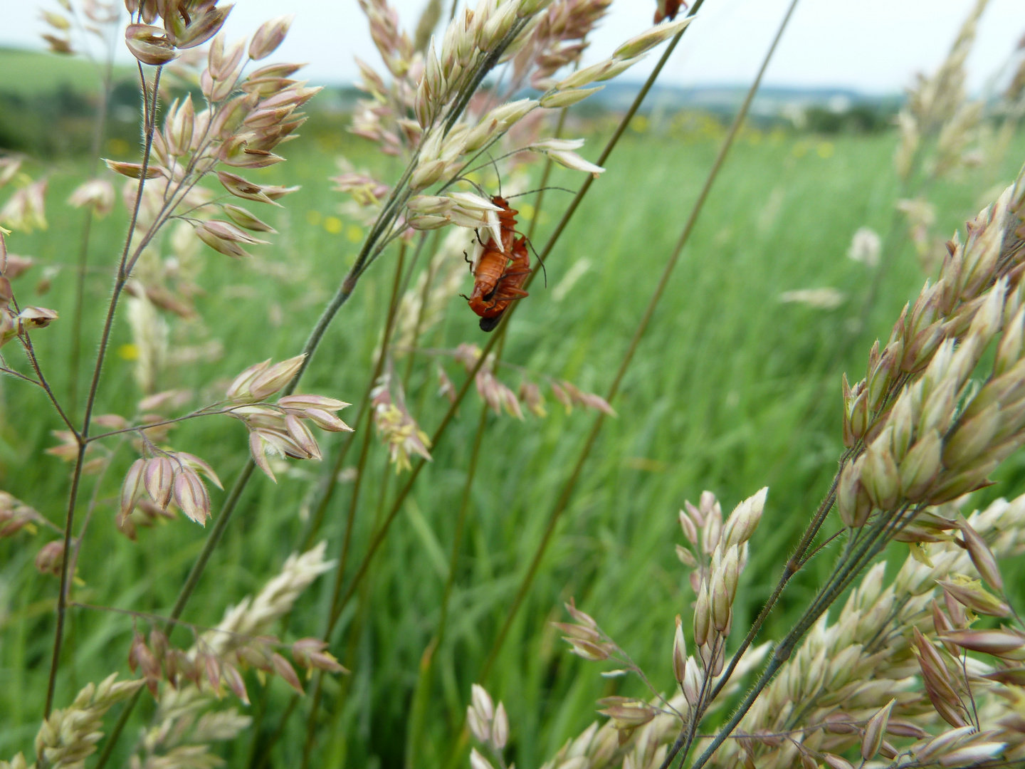 Insekten im Gras