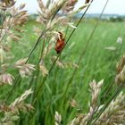 Insekten im Gras