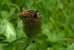 Insekten im Moor