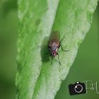 Insekten im wald