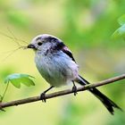 Insekten in Lebensmitteln?