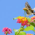 Insekten in Portugal