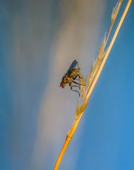 "INSEKTEN in SCHRÄGLAGE"