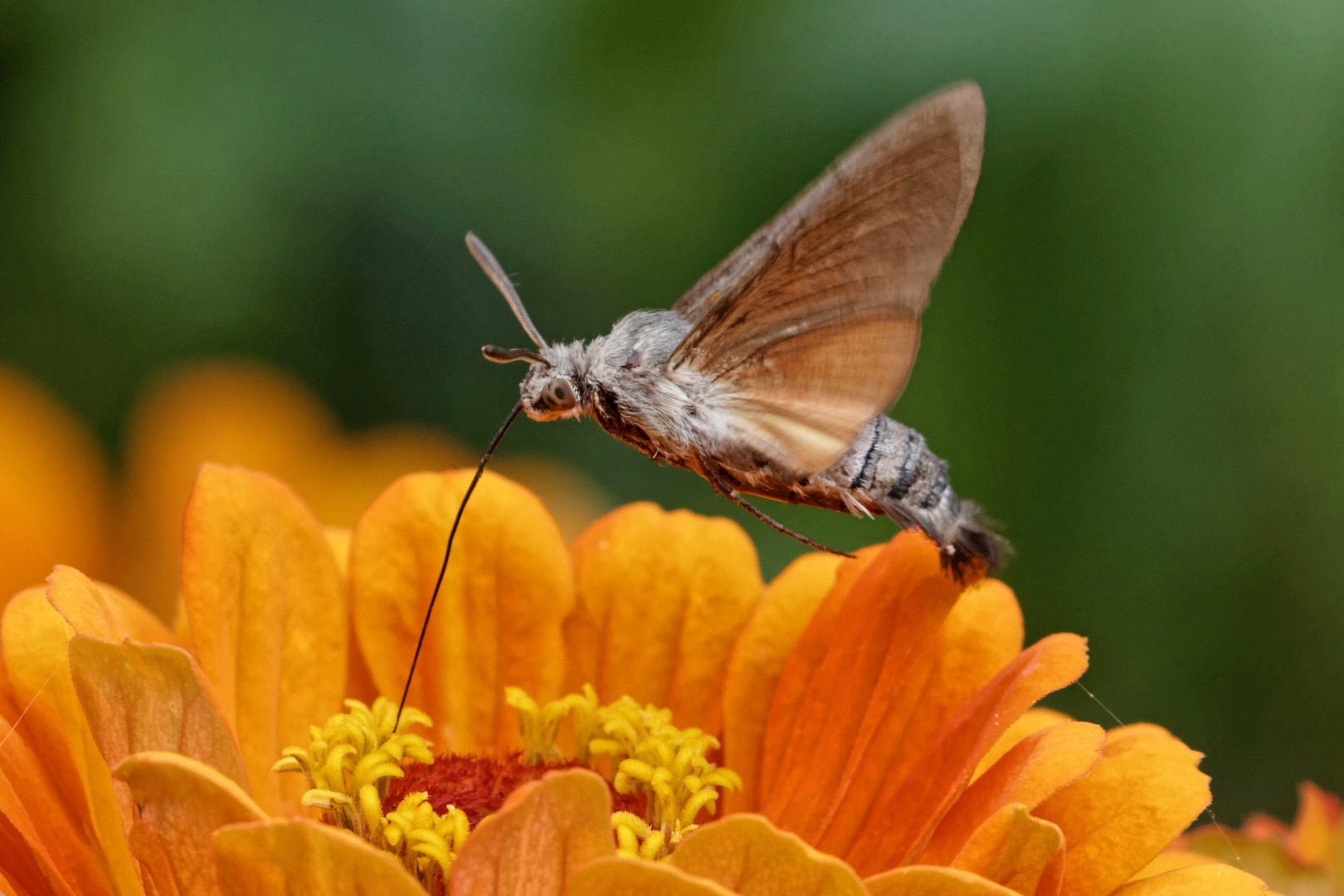 Insekten-Kolibri