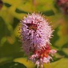 Insekten laben sich an der Blüte der Wasserminze